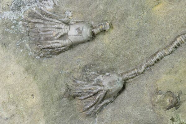 Articulated crinoid fossils from the Lodgepole Formation in Montana